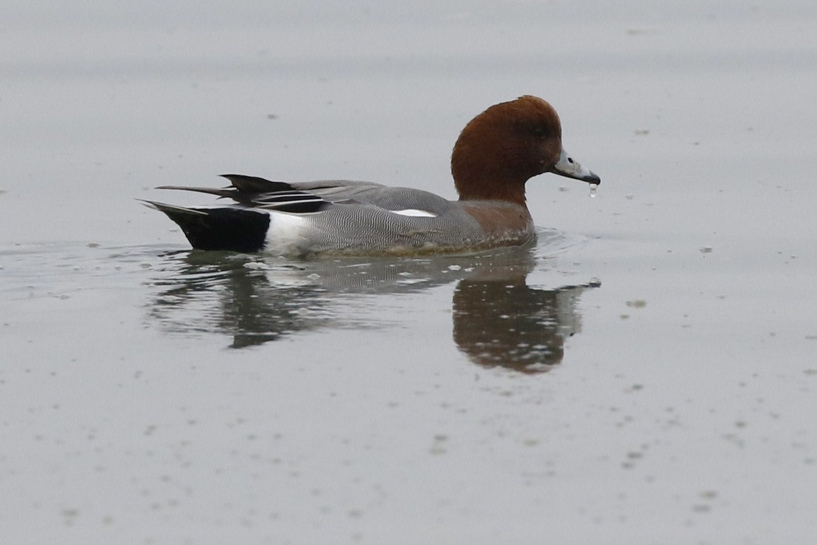 Winter Wildfowl