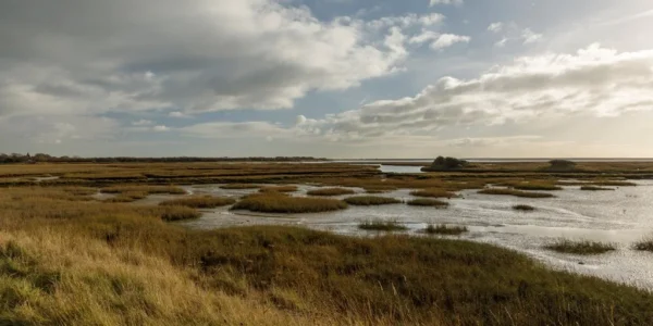 The salt marsh at RSPB Pagham