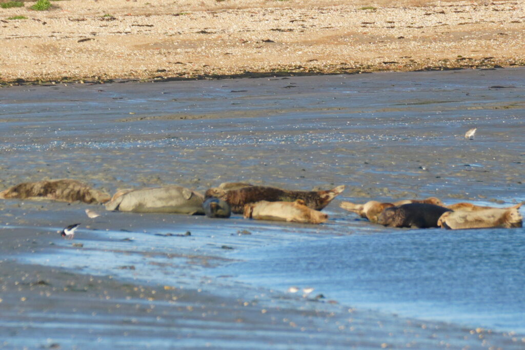 Seals in Chichester Harbour