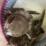 A young swift is looking out of a basket.