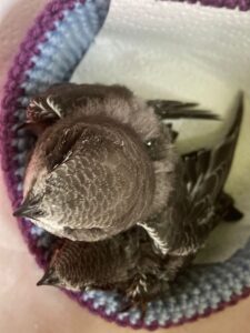 A young swift is looking out of a basket.