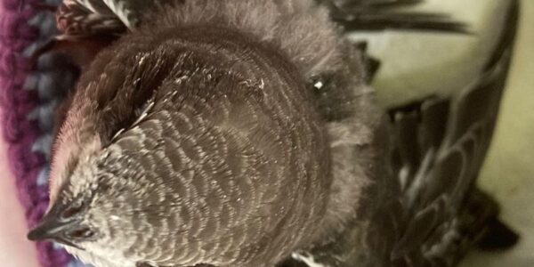 A young swift is looking out of a basket.