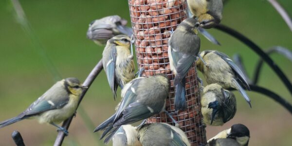 10 or more blue tit fledglings on a peanut feeder.